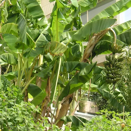 Apartament Narciso -